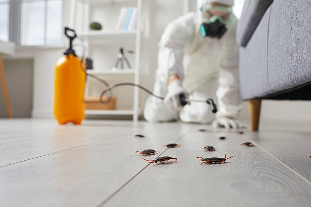 Post-Treatment Bed Bug Interceptor Monitoring in Union Gap
